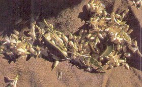 Les feuilles du ciste exsudent une gomme, le labdanum.