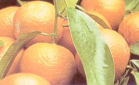 Le fruit du Citrus reticulata (mandarine).