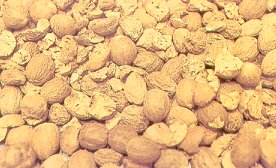 La noix contenue dans le fruit du Myristica fragrans (noix de muscade).