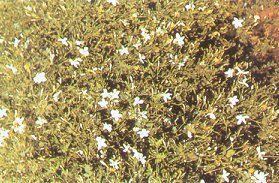 A Grasse o toutes les fleurs sont appeles par leur nom on le dsigne sous la simple appellation de la fleur. La rcolte du jasmin a lieu  l'aube. c'est une fleur si lgre que l'on n'en rcolte que 700 grammes par heure. Il faut environ 8000 fleurs pour faire 1 kg de jasmin.