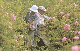 A Grasse, la rcolte de la rose de mai n'a lieu qu'une fois par an et ne dure que 3 semaines. Il en va de sa rcolte comme de celle de la vigne: certaines annes sont meilleures que d'autres.