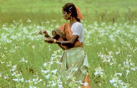 La tubreuse fleurit toute l'anne dans l'Etat de Karnataka, au sud-est de l'Inde. Mais ce sont les rcoltes de juillet et d'aot que donneront la meilleure tonalit olfactive.