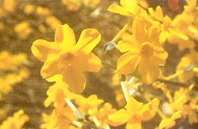 Le narcisse utilis en parfumerie pousse  1000 mtres d'altitude. La fleur et la tige permettent d'obtenir une essence absolue qui s'accorde trs bien avec les notes vertes et animales.