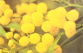 Fleur d'hiver sans ptales, le mimosa n'a que trs rarement tait utilis comme note principale dans les parfums. Son essence absolue  la tonalit poudre, chaude et fleurie, il sert d'accompagnement aux compositions florales.
