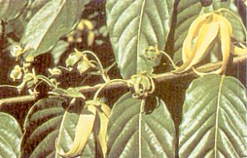 L'ylang-ylang, la fleur des fleurs, comme la nomment les parfumeurs, pousse sur un arbre originaire des Philippines. On effectue la cueillette lorsque le jaune des fleurs est assez soutenu et qu'apparat une petite coloration rouge au centre des ptales.