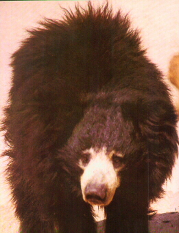 La fourrure de l'ours lippu est longue et hirsute, ce qui donne  l'animal un air dpenaill.