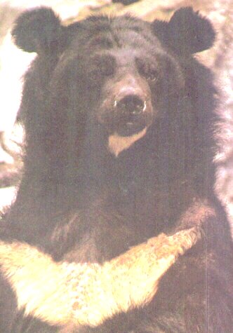 La tche en forme de croissant qui traverse le poitrail de l'ours  collier lui a valu son surnom d'ours de lune.