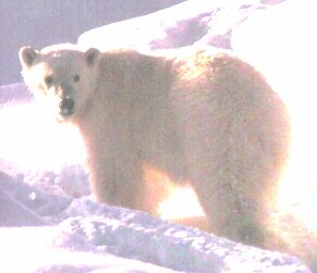 La fourrure crme des ours polaire est un camouflage idal dans les neiges qui les environnent.