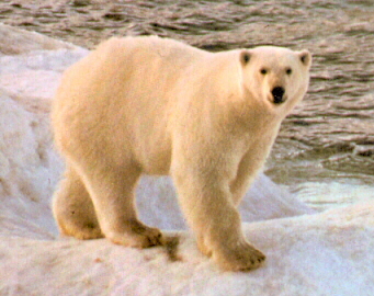Beaucoup d'ours polaires sont migrateurs et se dplacent au ple Nord sur des morceaux de banquise  la drive.