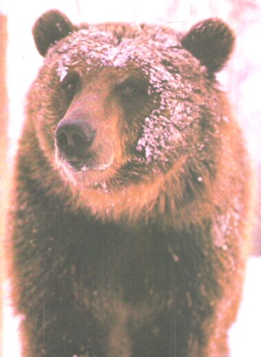 Les ours s'veillent  plusieurs reprises pendant leur hibernation et quittent leur antre en qute de nourriture.