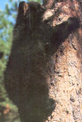Cet ourson noir se cramponne farouchement au tronc d'arbre au moyen des griffes de ses pattes antrieures