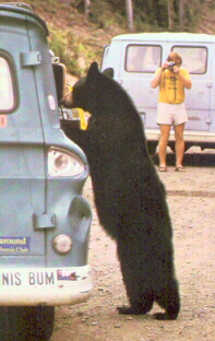On voit trop souvent les visiteurs du parc national de Yellowstone encourager les ours  s'approcher en leur offrant des friandises.