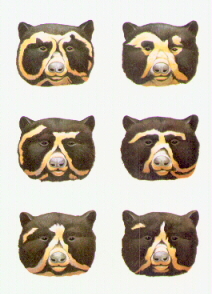 Tous les ours  lunette prsentent des tches sur le visage, mais elles sont diffrentes d'un ours  l'autre.