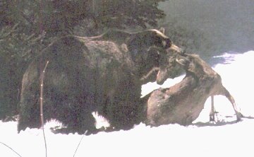 Un grizzly emporte une carcasse de cerf  l'cart pour la dvorer  loisir.