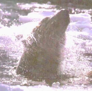 L'ours polaire nage sous l'eau pour merger de la glace tout prs de sa proie inconsciente du danger.